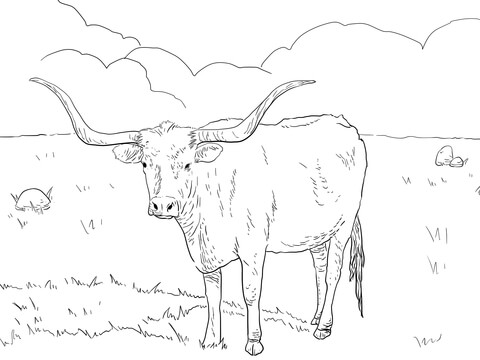 480x360 Texas Longhorn Cow Coloring Page Free Printable Coloring Pages