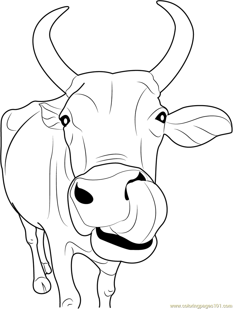 800x1063 Printable Cow Coloring Pages For Kids Cool Bkids And Calf Picture