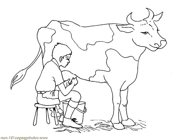 600x475 Dairy Cow Netart