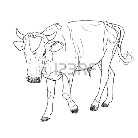 450x450 The Drawing Of Black And White Cow Royalty Free Cliparts, Vectors