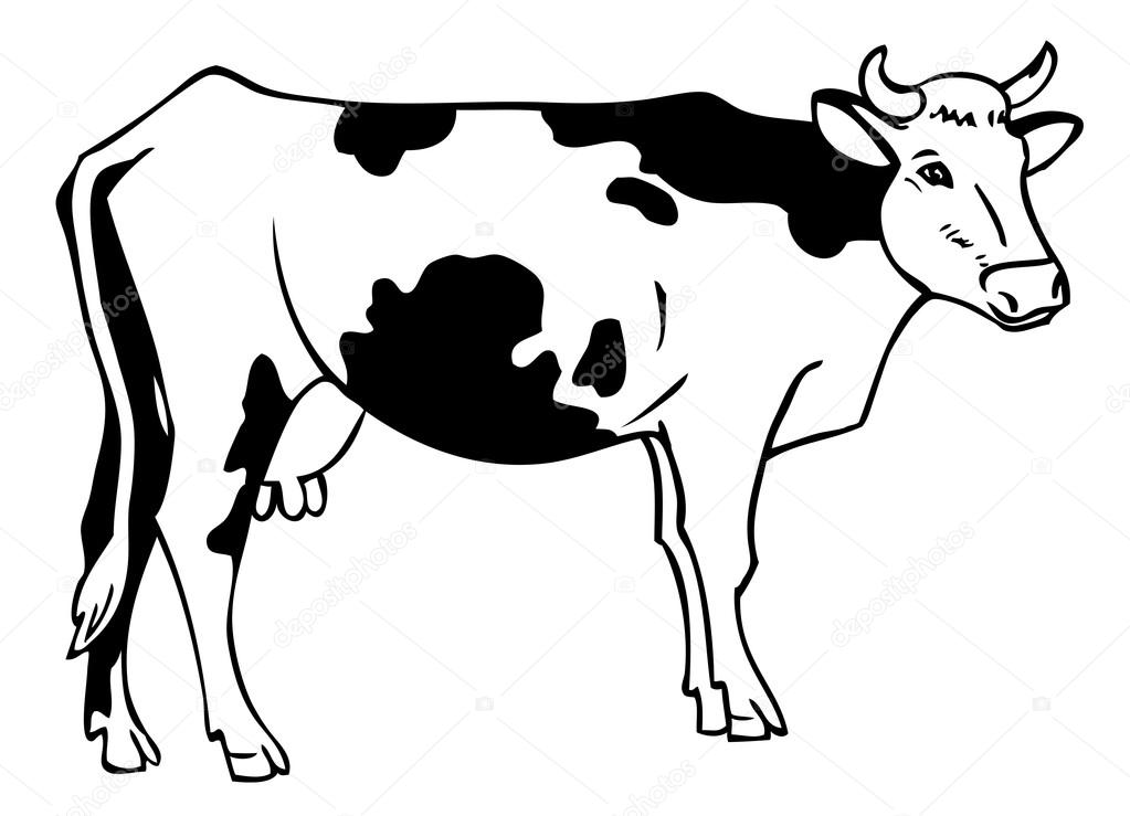 1023x739 Drawing A Cow Stock Vector Olga1983siv1