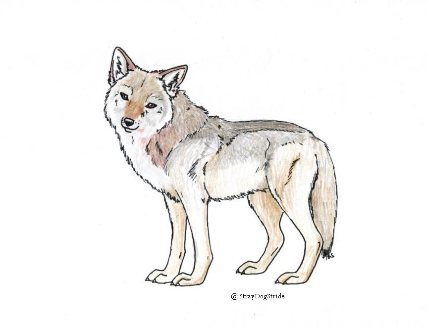 864x659 Coyote Portrait By Straydogstride
