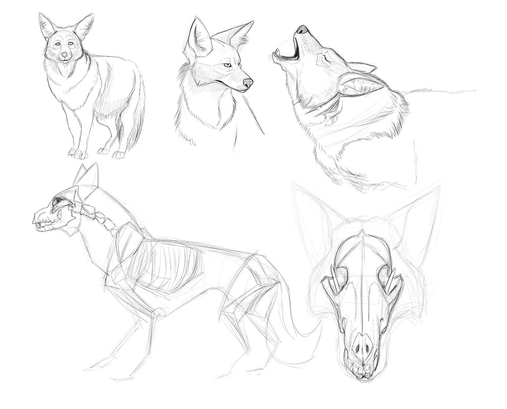 994x803 Coyote Reference Sketches