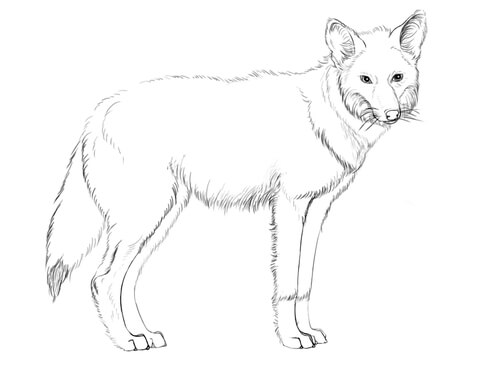 480x372 Coyote Coloring Page Free Printable Coloring Pages