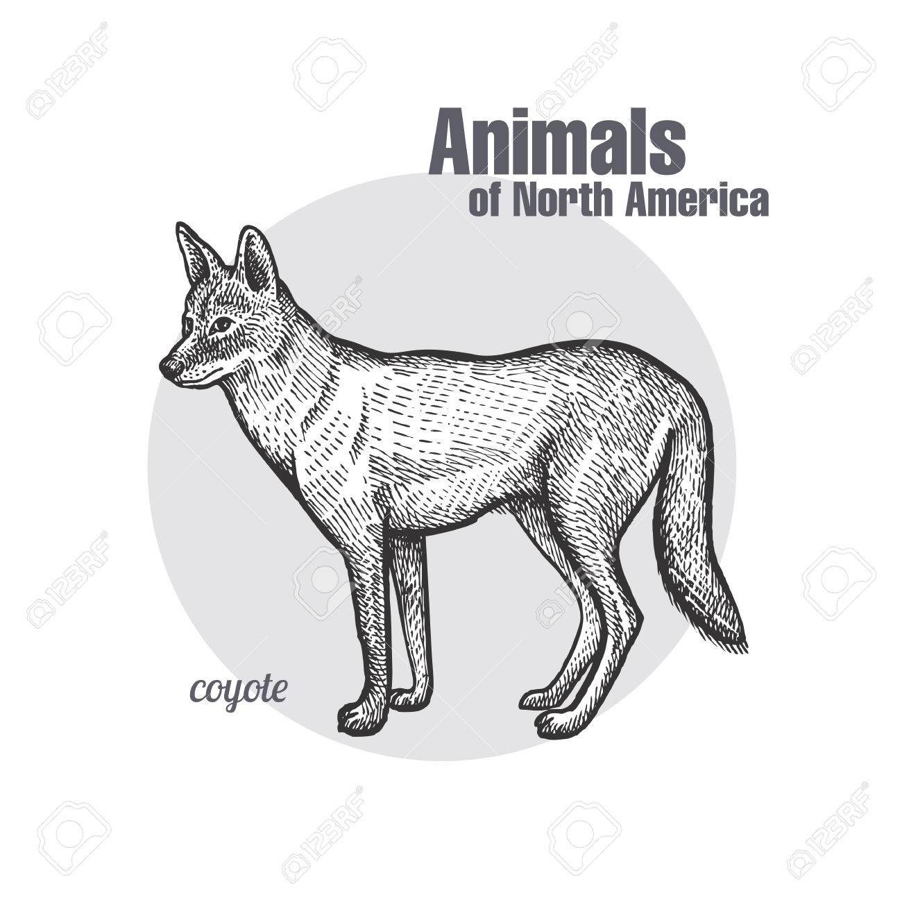 1300x1300 Coyote Hand Drawing. Animals Of North America Series. Vintage