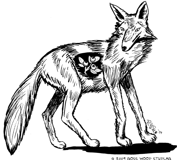 600x540 Drawn Coyote Native American