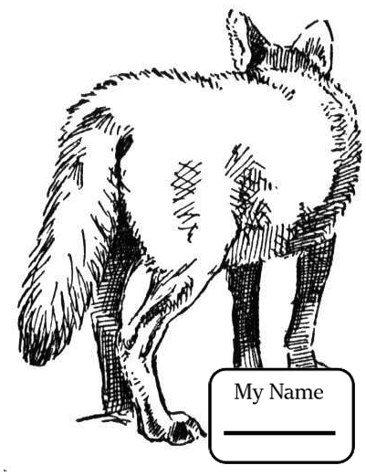 401x521 American Jackal Coyote Mammals Coyote Coloring Pages