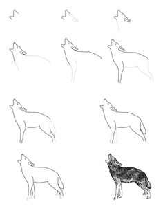 Coyote Howling Drawing at GetDrawings | Free download