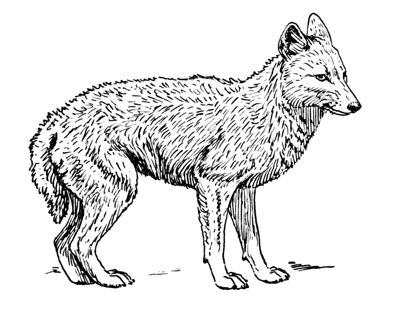 1271x1024 Coyote
