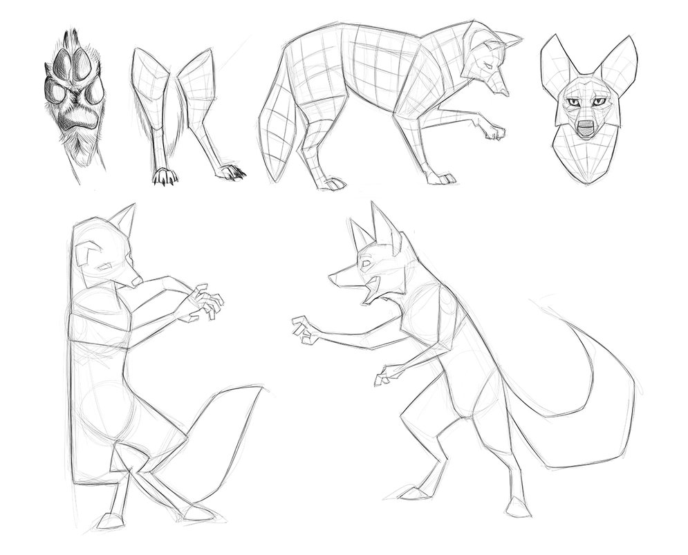 995x803 Coyote Reference Sketches