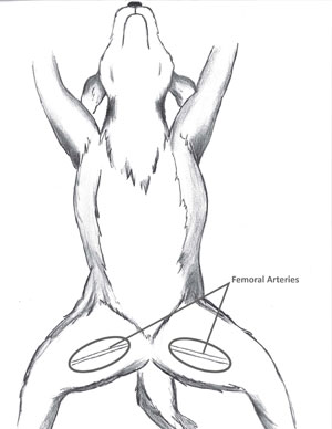 300x388 Learn To Do Cpr On Your Cat Or Dog