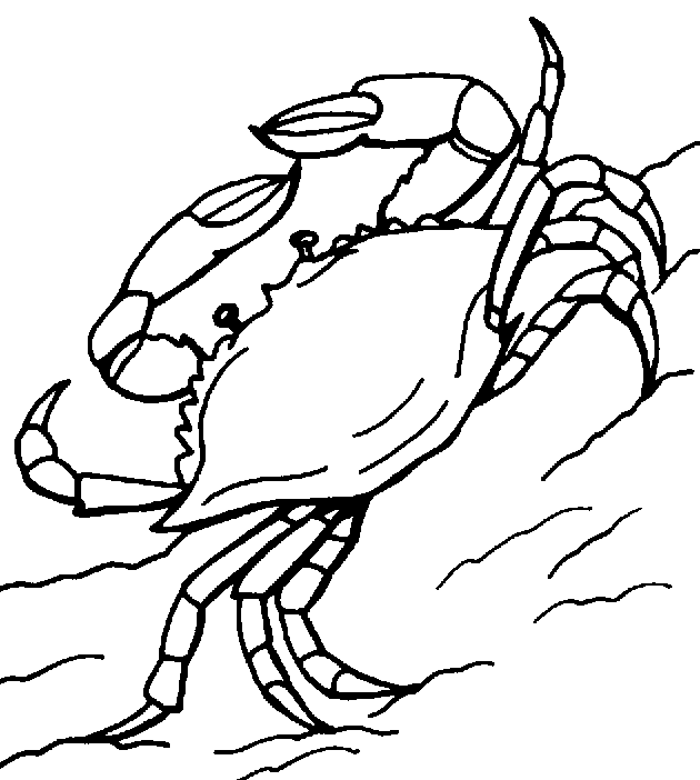 630x702 Coloring Blue Crab Coloring Pages And Wonderful Crab Coloring
