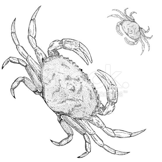 556x556 211 Best Crabs Images On Crabs, Pisces And Marine Life