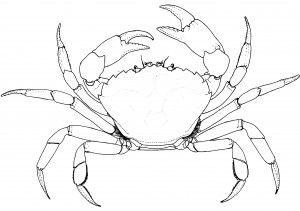300x211 Identifying European Green Crab Washington Sea Grant