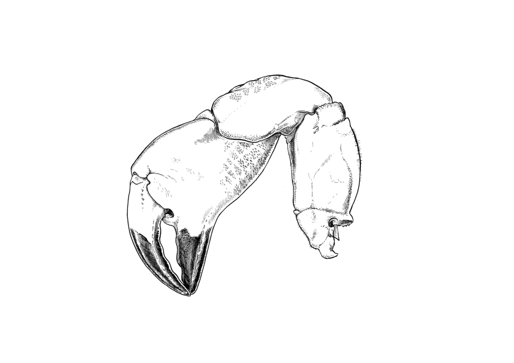 Crab Claw Drawing at GetDrawings Free download