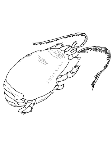 360x480 Mole Crab Coloring Page Free Printable Coloring Pages