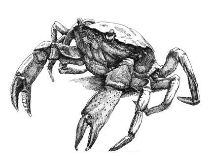 Crab Claw Drawing at GetDrawings | Free download