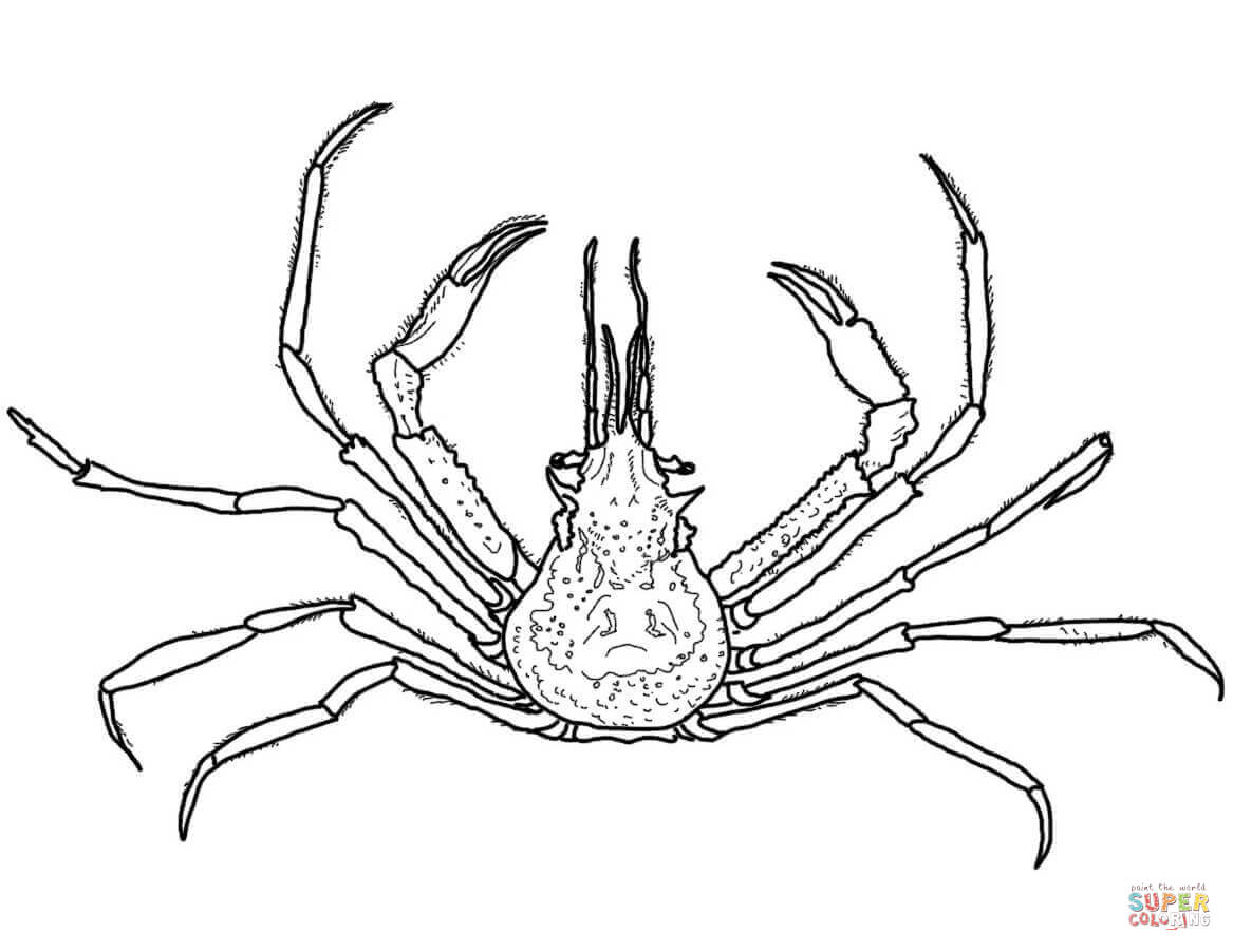 1167x902 Graceful Decorator Crab Coloring Page Free Printable Coloring Pages