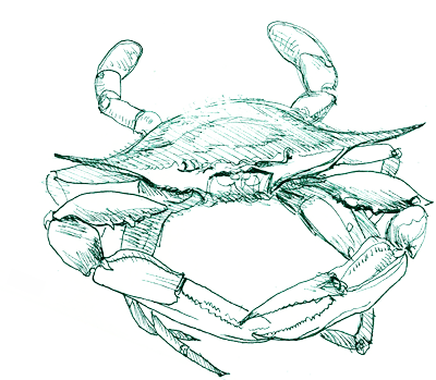 400x349 Blue Crab