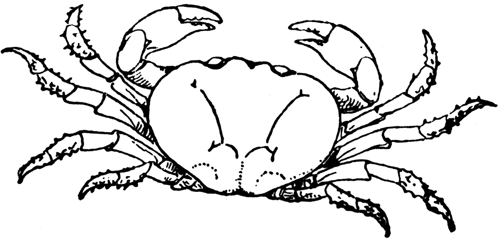1024x494 Land Crab Clipart Etc