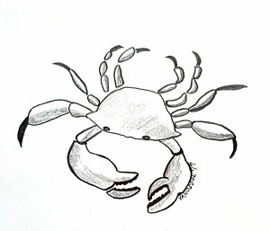 300x257 Blue Crab Drawings Fine Art America