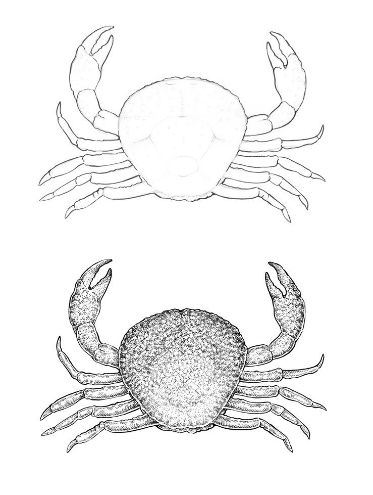 739x979 The Crab Drawing Step By Step Eugenia Hauss