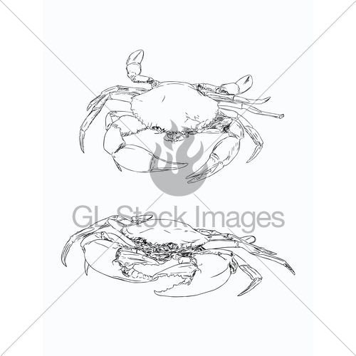 500x500 Vector Vintage Crab Drawing. Hand Drawn Monochrome Seafoo Gl