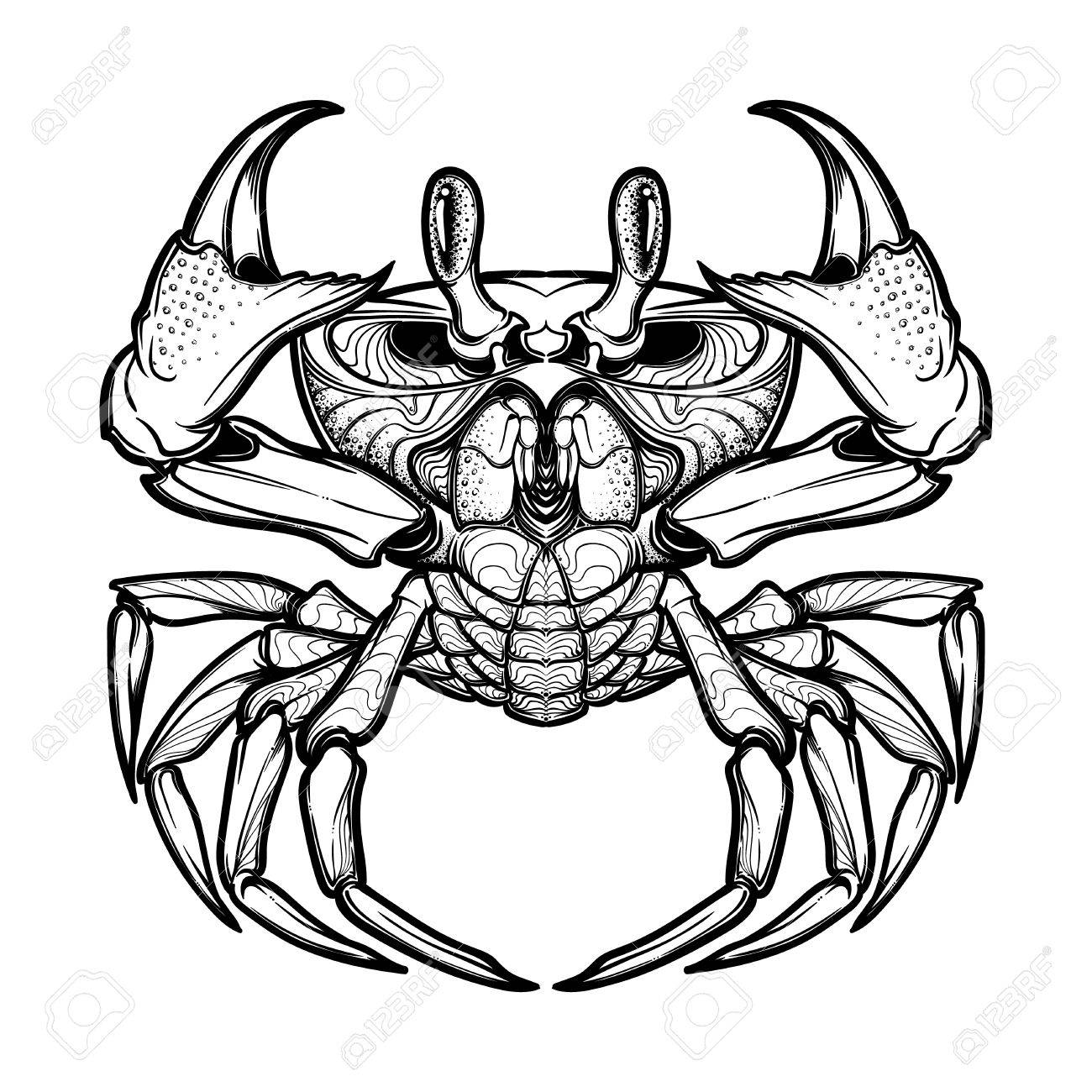 1300x1300 Cancer. Accurate Symmetrical Drawing Of The Beach Crab. Concept