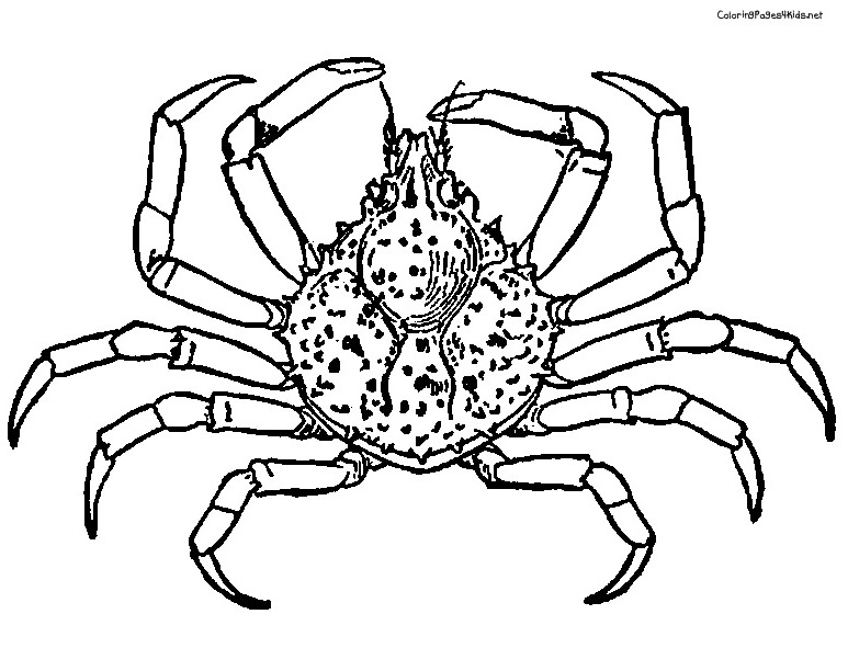 773x612 Crab