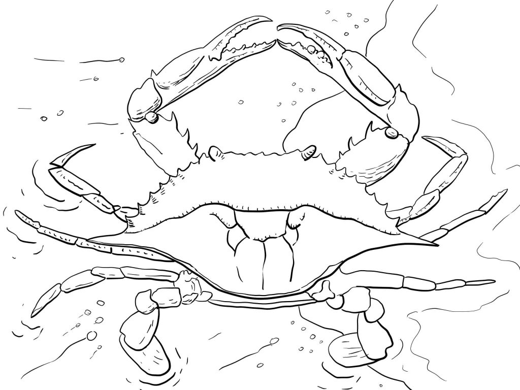 1024x768 Atlantic Ocean Blue Crab Coloring Page For Kids