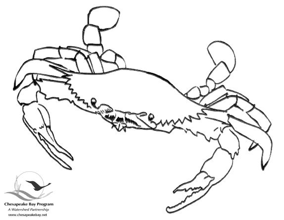 574x444 Drawn Crab Maryland Crab