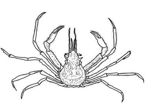 480x371 Graceful Decorator Crab Coloring Page Free Printable Coloring Pages