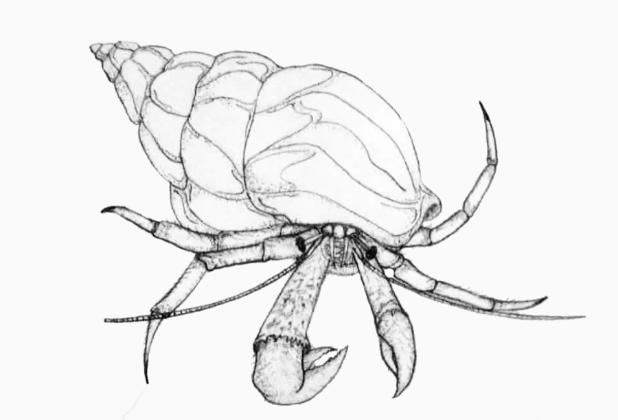 900x611 Hermit Crab Drawing