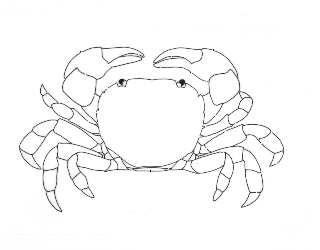 Crab Drawing Images at GetDrawings | Free download