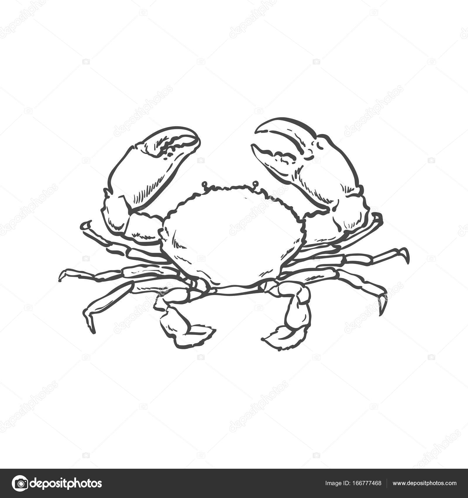 1600x1700 Vector Sketch Cartoon Sea Crayfish Crab Isolated Stock Vector