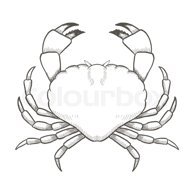 800x800 Crab Drawing On White Background. Hand Drawn Outline Vintage