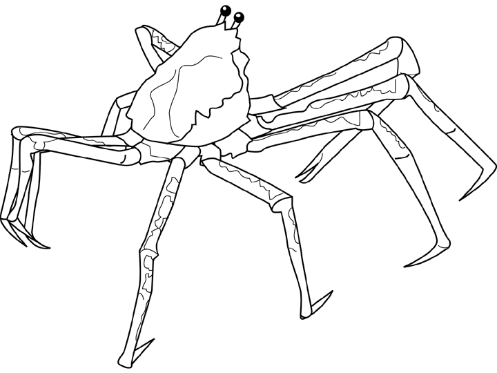 720x540 Drawn Crab Spider Crab