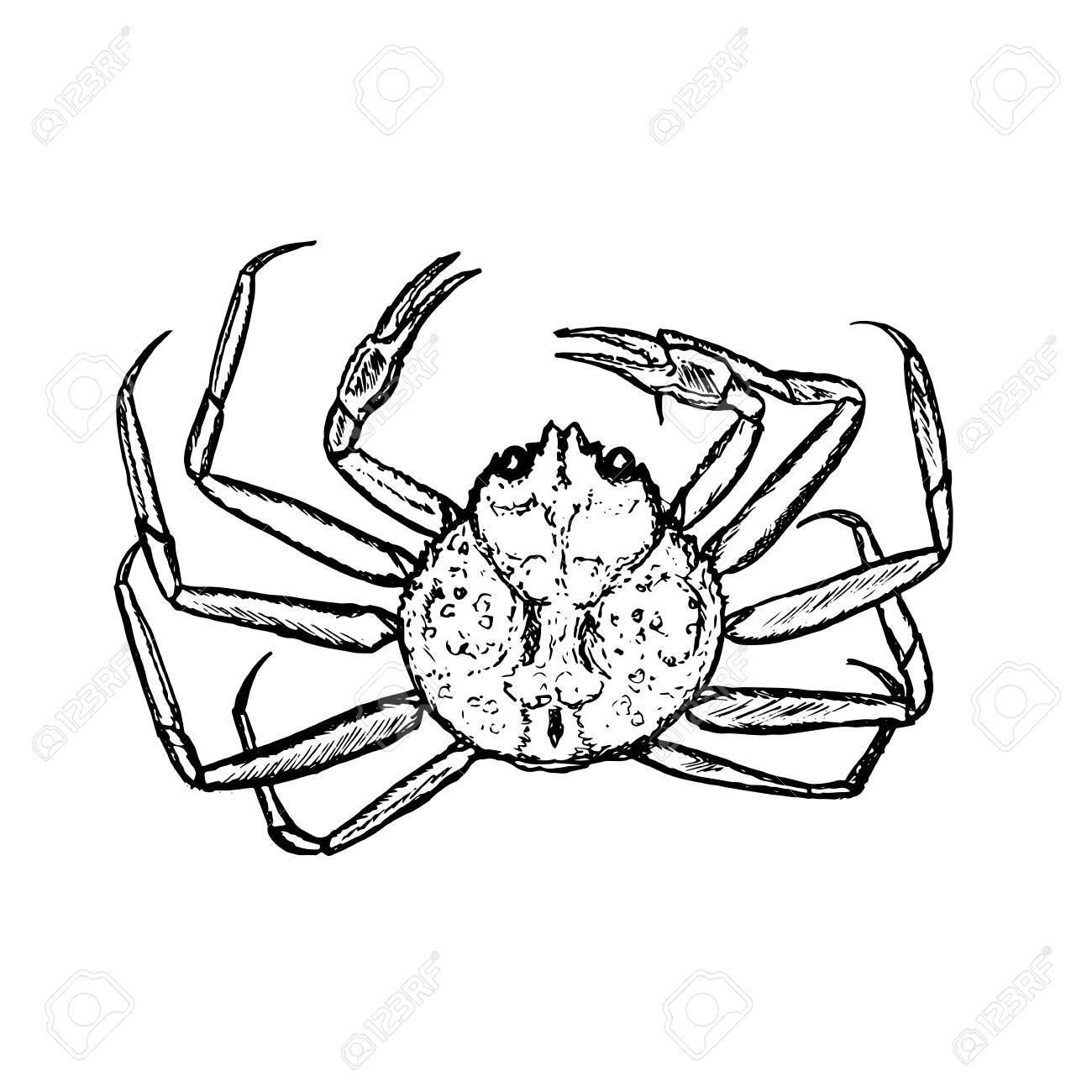 1300x1300 Hand Drawn Vector Crab, Outline Royalty Free Cliparts, Vectors
