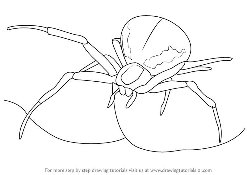 800x566 Learn How To Draw A Crab Spider (Arachnids) Step By Step Drawing