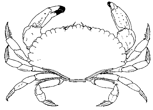 Crab Outline Drawing at GetDrawings | Free download