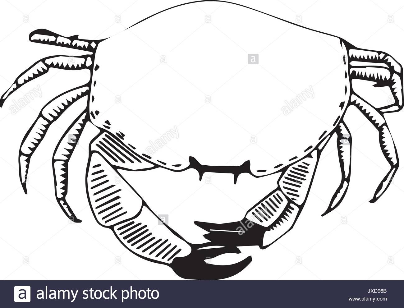 1300x991 Crab Drawing Stock Photos Amp Crab Drawing Stock Images