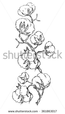 271x470 Hand Made Vector Sketch Of Cotton Plants. Cracked Bolls On