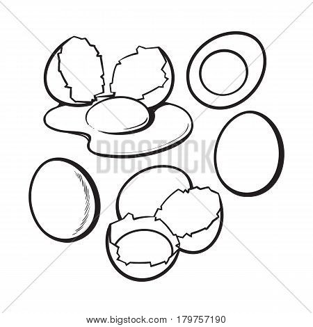 450x470 Whole Cracked, Broken Shell Vector Amp Photo Bigstock