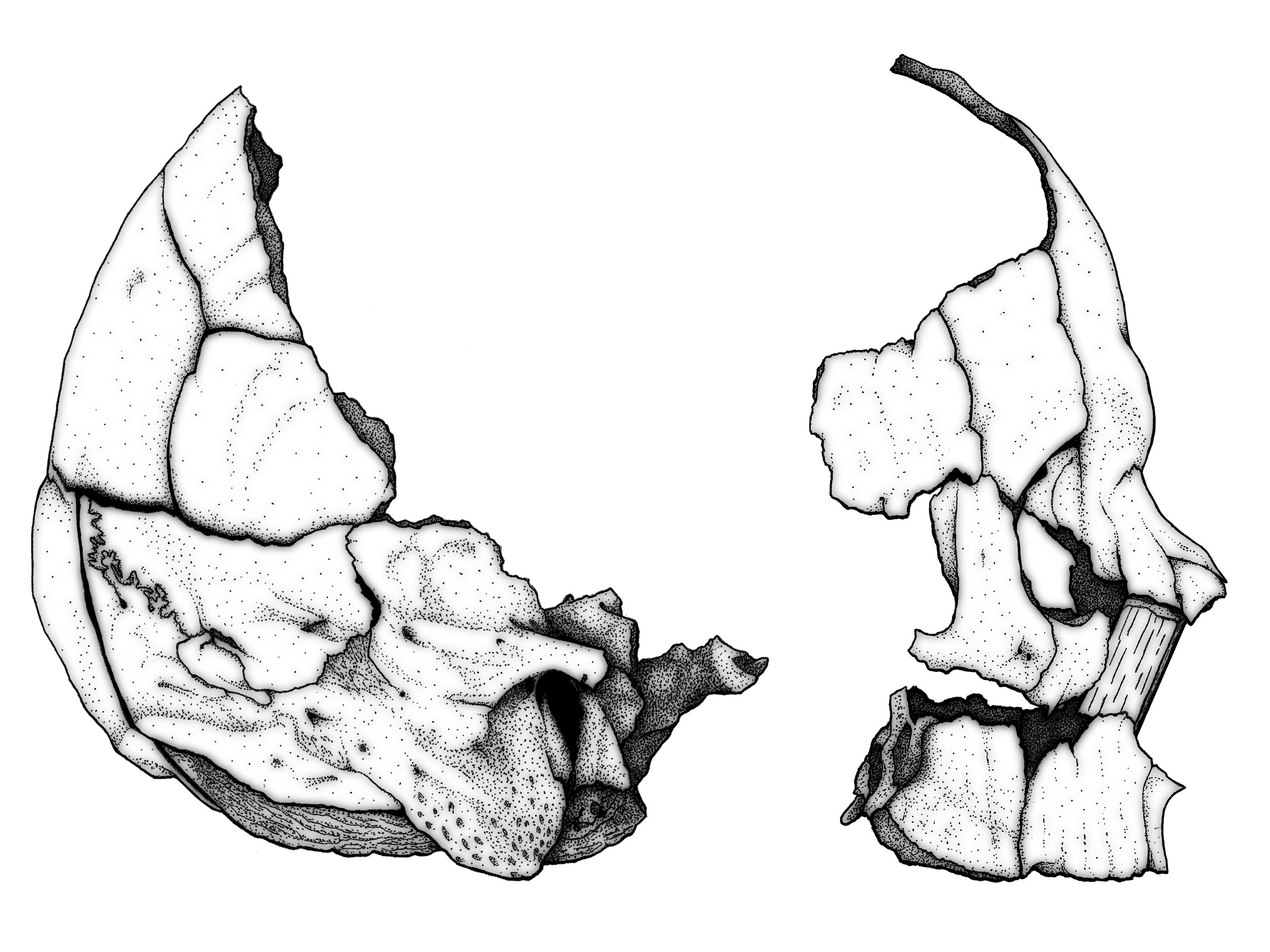 2800x2100 Tutorial Sauropod Vertebra Picture Of The Week Page 2