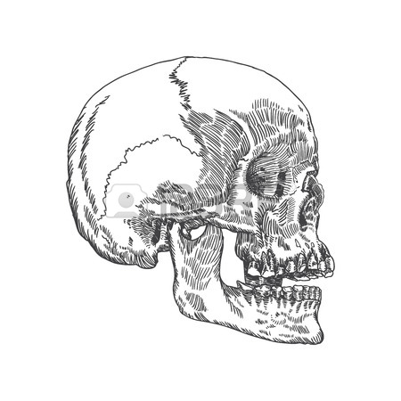 450x450 Anatomic Skull Vector Art. Detailed Hand Drawn Illustration