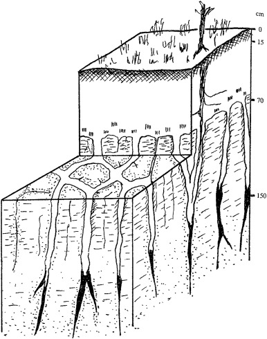 386x490 Loess And Fragipans Development Of Polygonal Crack Network