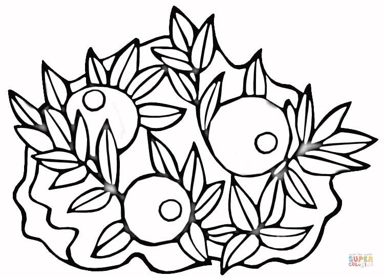 750x543 Cranberries Coloring Page Free Printable Coloring Pages