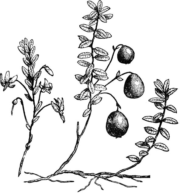 592x640 Cranberry Clipart Etc