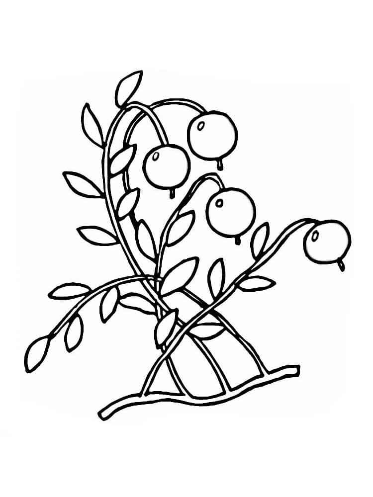 750x1000 Cranberry Coloring Pages