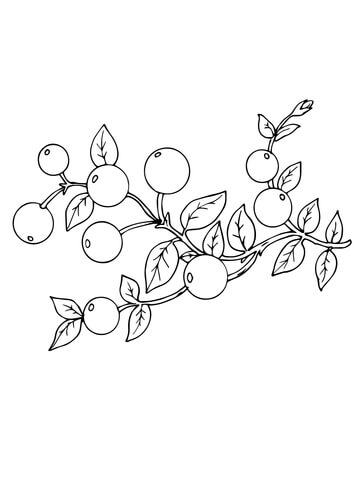 360x480 Cranberry Coloring Page Free Printable Coloring Pages